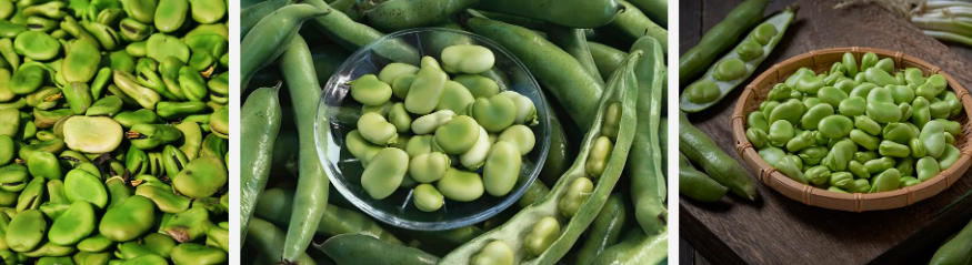 Faba Bean Starch.png